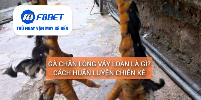 gà chân lông vảy loạn