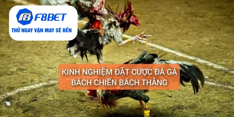 Kinh nghiệm đặt cược đá gà bách chiến bách thắng từ cao thủ
