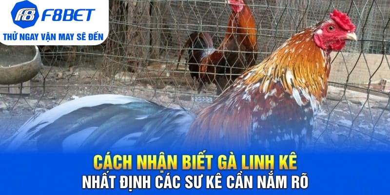 cách nhận biết gà linh kê