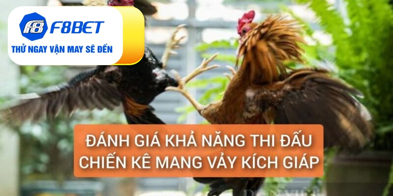 Đánh giá khả năng thi đấu gà mang vảy kích giáp