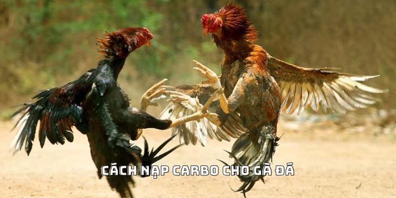 Cách Nạp Carbo Cho Gà Đá Hiệu Quả Được Ưa Chuộng 2025